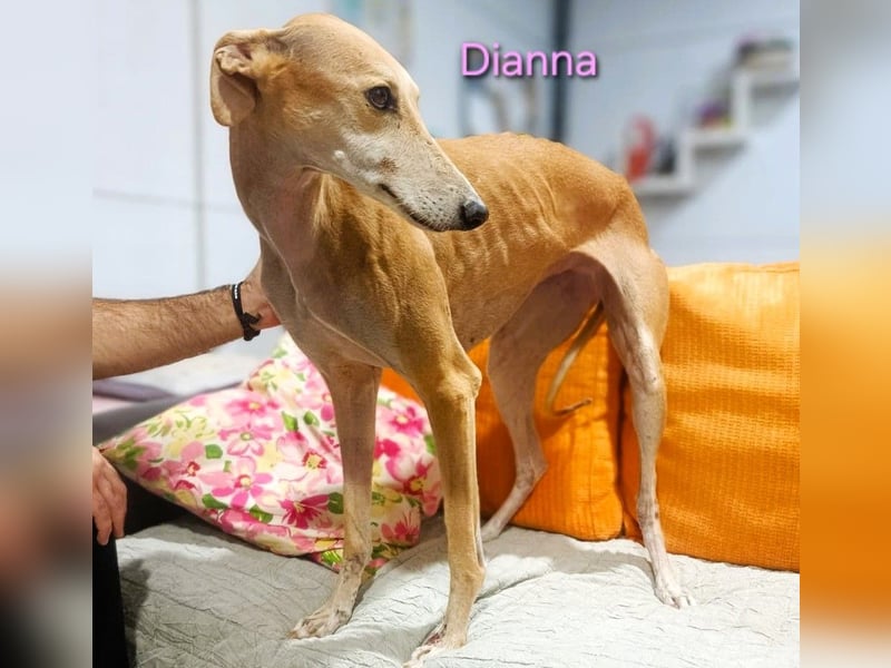Dianna geb. 06/2022 (ESP) - verschmuste und ausgeglichene Galga!