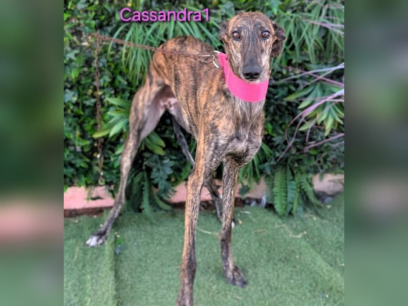 Cassandra1 geb. 09/2023 (ESP) - edle und sanftmütige Galga!