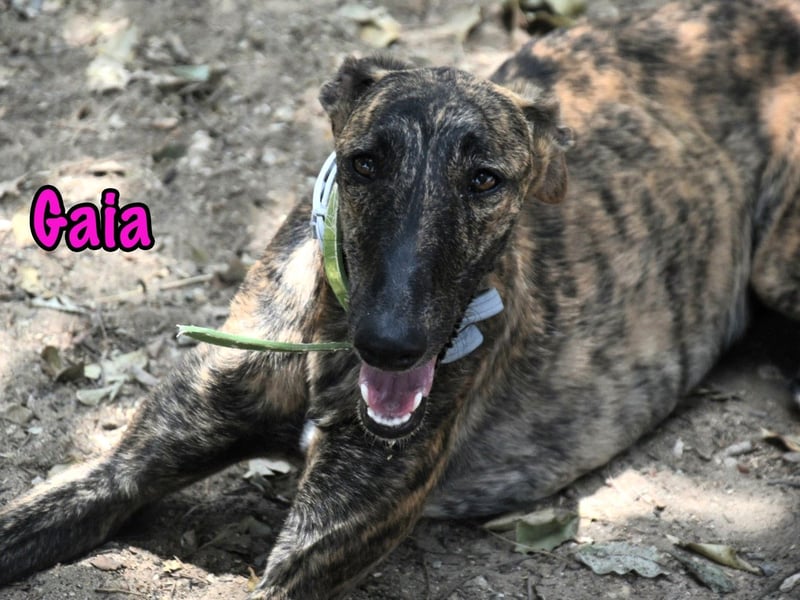 Gaia geb. 01/2025 (ESP) - liebe, verschmuste und zärtliche junge Galga!