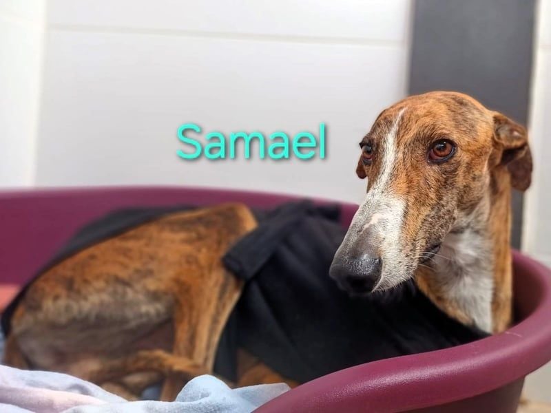 Samael geb. 09/2022 (ESP) - ausdrucksstarker und feinfühliger Galgo!