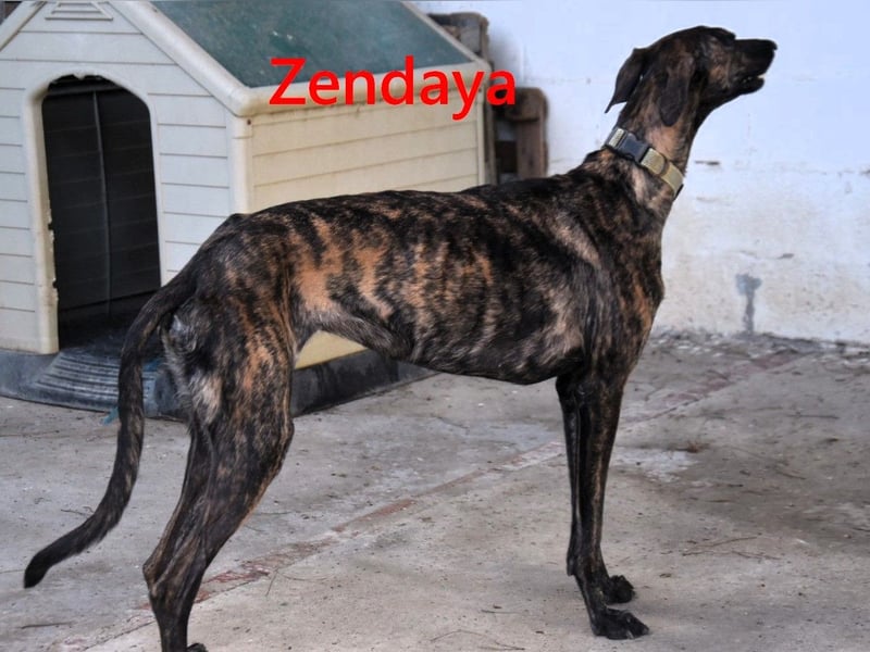 Zendaya geb. 05/2023 (ESP) - zarte und feinfühlige, wunderschöne Galga!