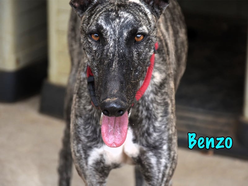 Benzo geb. 06/2024 (ESP) - eleganter und menschenbezogener, junger Galgo! Benzo geb. 06/2024 (ESP) - eleganter und menschenbezogener, junger Galgo!