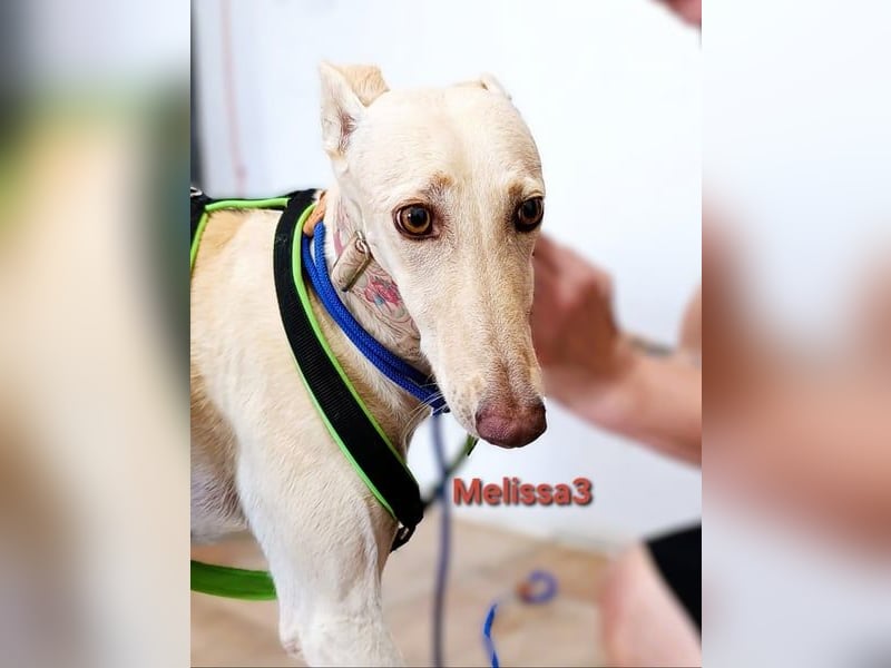 Melissa3 geb. 06/2022 (ESP) - wunderschöne, zurückhaltende Galga!