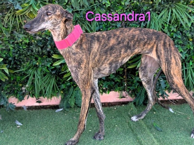 Cassandra1 geb. 09/2023 (ESP) - edle und sanftmütige Galga!