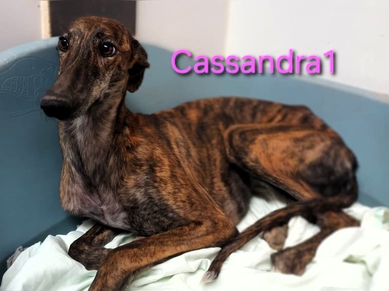 Cassandra1 geb. 09/2023 (ESP) - edle und sanftmütige Galga!