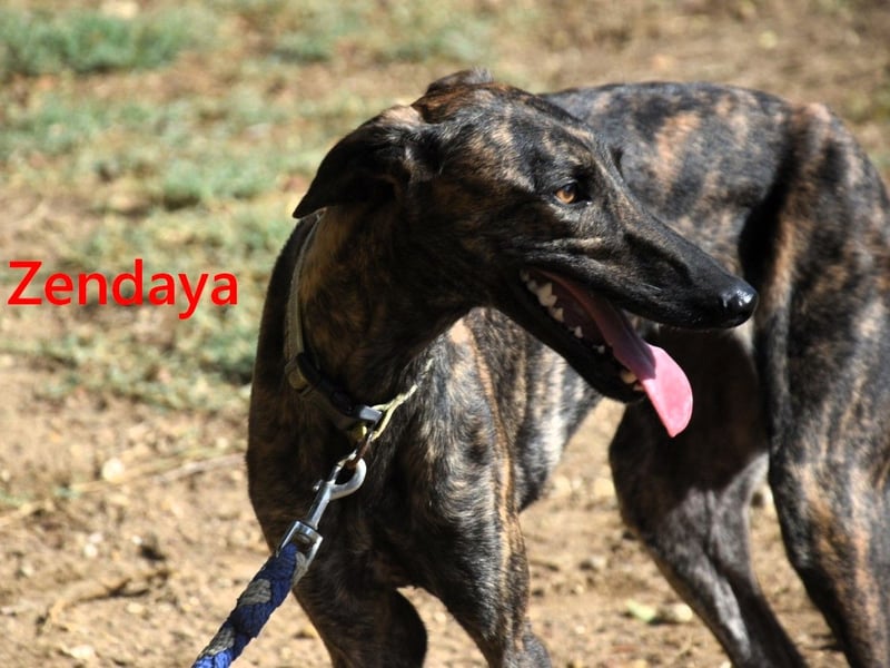 Zendaya geb. 05/2023 (ESP) - zarte und feinfühlige, wunderschöne Galga!