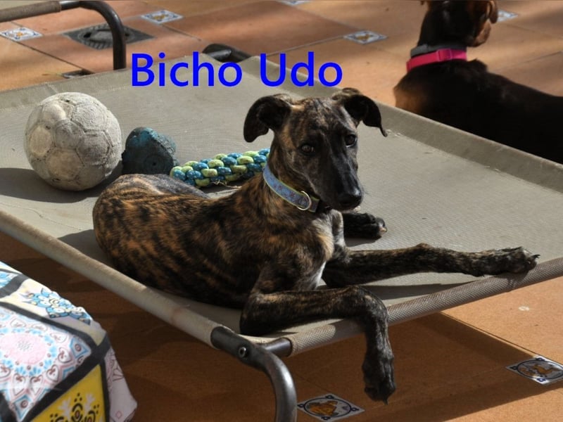 Bicho Udo geb. 07/2025 (ESP) - aufgeweckter und verspielter Galgo Welpe!