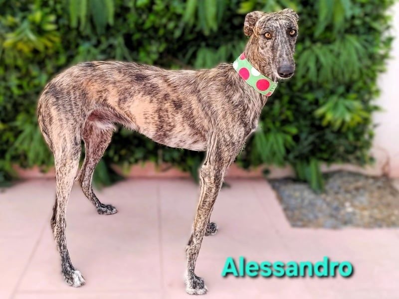 Alessandro geb. 05/2024 (ESP) - ausgeglichener, sympathischer und geselliger Galgo!