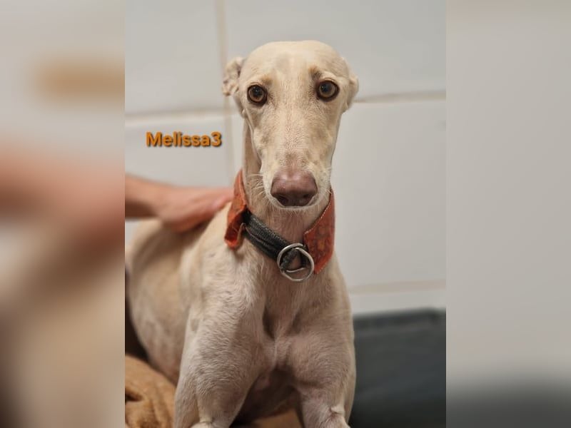 Melissa3 geb. 06/2022 (ESP) - wunderschöne, zurückhaltende Galga!
