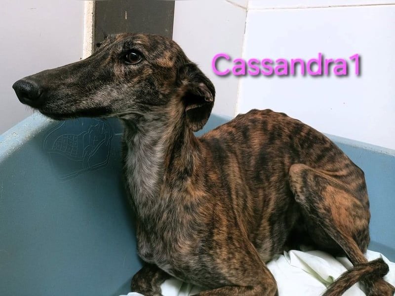 Cassandra1 geb. 09/2023 (ESP) - edle und sanftmütige Galga!