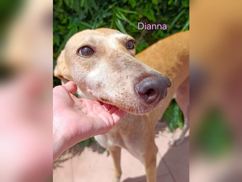 Dianna geb. 06/2022 (ESP) - verschmuste und ausgeglichene Galga!
