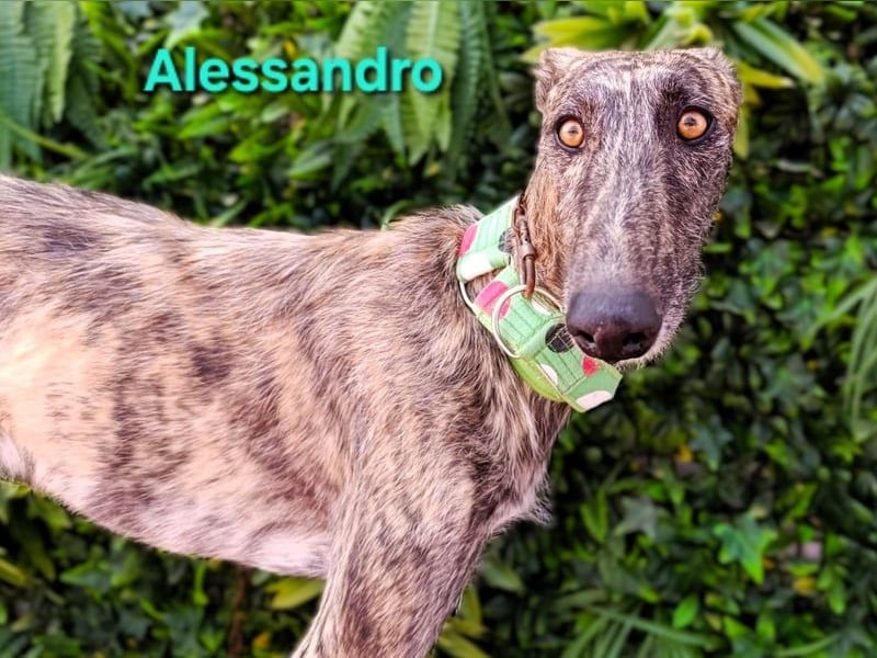 Alessandro geb. 05/2024 (ESP) - ausgeglichener, sympathischer und geselliger Galgo!