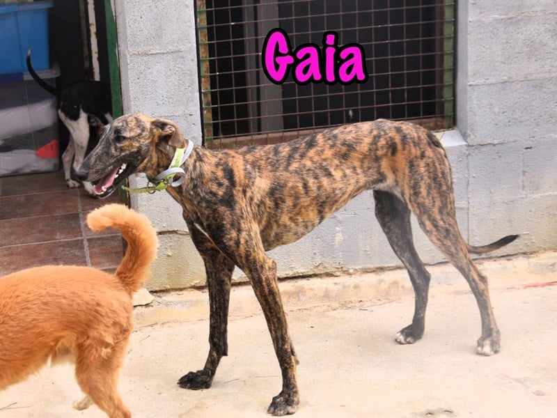 Gaia geb. 01/2025 (ESP) - liebe, verschmuste und zärtliche junge Galga!