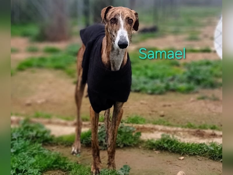 Samael geb. 09/2022 (ESP) - ausdrucksstarker und feinfühliger Galgo!