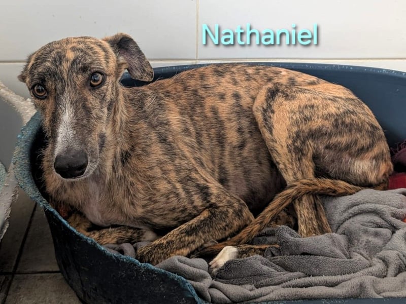 Nathaniel geb. 07/2021 (ESP) - lieber, ausgeglichener und verschmuster Galgo!