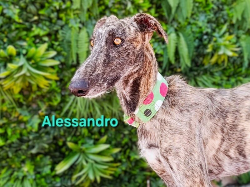 Alessandro geb. 05/2024 (ESP) - ausgeglichener, sympathischer und geselliger Galgo!