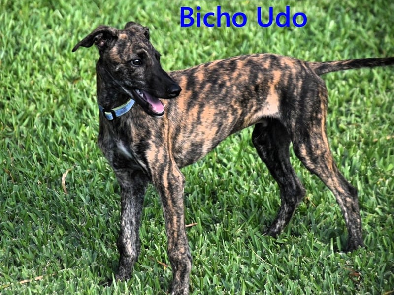 Bicho Udo geb. 07/2025 (ESP) - aufgeweckter und verspielter Galgo Welpe!