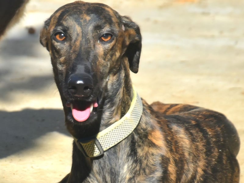 Zendaya geb. 05/2023 (ESP) - zarte und feinfühlige, wunderschöne Galga!