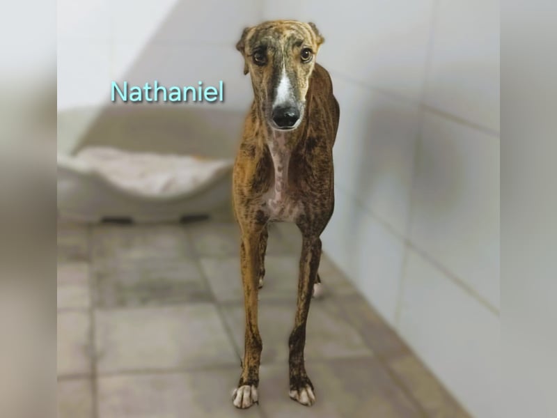 Nathaniel geb. 07/2021 (ESP) - lieber, ausgeglichener und verschmuster Galgo!