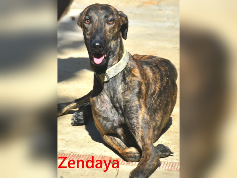 Zendaya geb. 05/2023 (ESP) - zarte und feinfühlige, wunderschöne Galga!