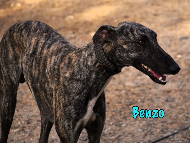 Benzo geb. 06/2024 (ESP) - eleganter und menschenbezogener, junger Galgo! Benzo geb. 06/2024 (ESP) - eleganter und menschenbezogener, junger Galgo!