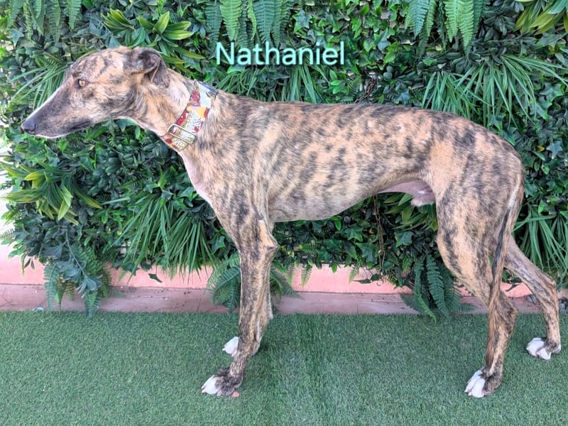 Nathaniel geb. 07/2021 (ESP) - lieber, ausgeglichener und verschmuster Galgo!