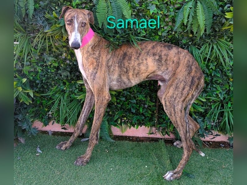 Samael geb. 09/2022 (ESP) - ausdrucksstarker und feinfühliger Galgo!