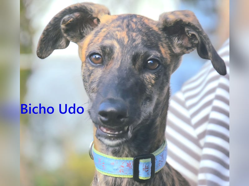 Bicho Udo geb. 07/2025 (ESP) - aufgeweckter und verspielter Galgo Welpe!