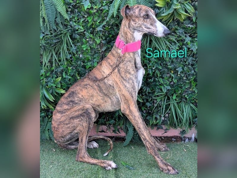 Samael geb. 09/2022 (ESP) - ausdrucksstarker und feinfühliger Galgo!