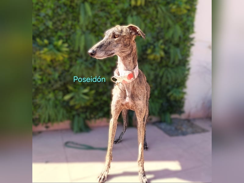 Poseidón geb. 05/2024 (ESP) - unglaublich lieber, ruhiger und edler Galgo!