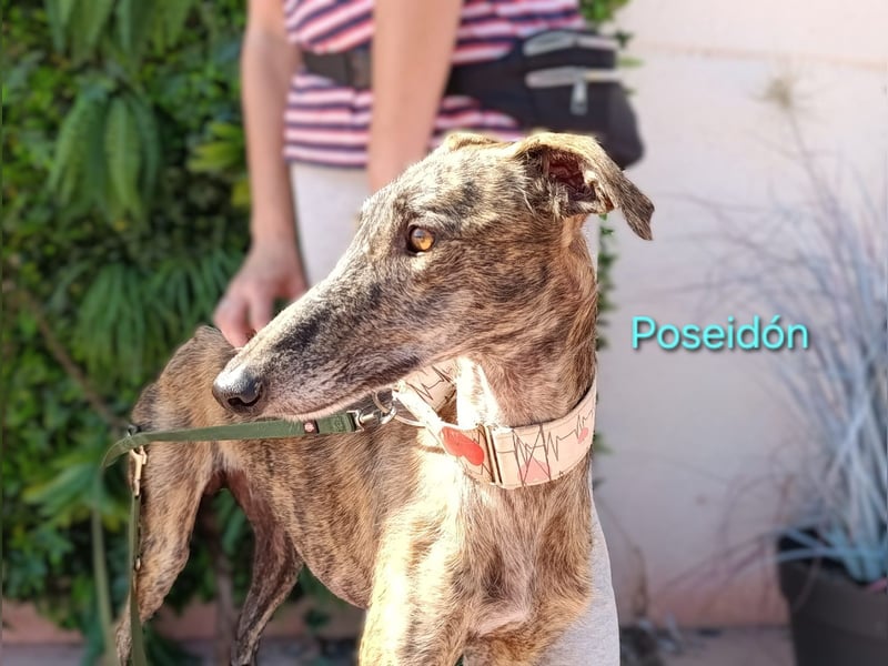 Poseidón geb. 05/2024 (ESP) - unglaublich lieber, ruhiger und edler Galgo!