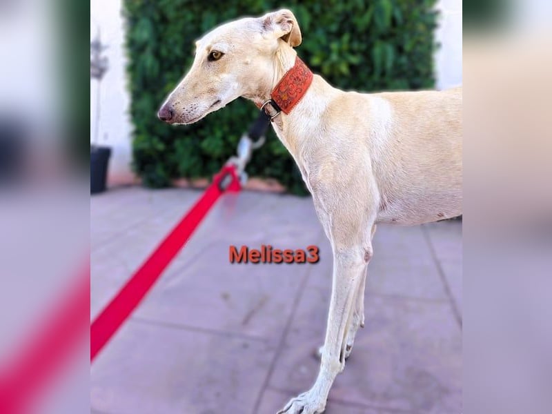 Melissa3 geb. 06/2022 (ESP) - wunderschöne, zurückhaltende Galga!