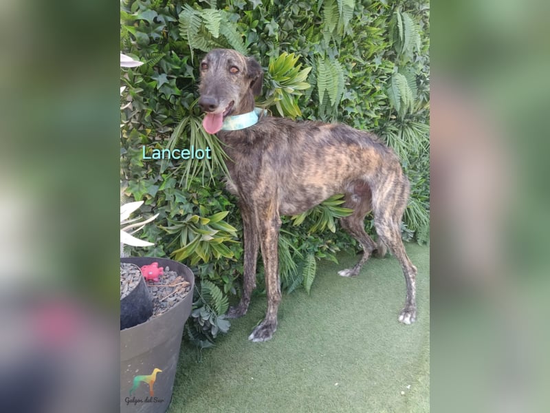 Lancelot geb. 05/2022 (ESP) - ganz bezaubernder, sanfter und anhänglicher Galgo!