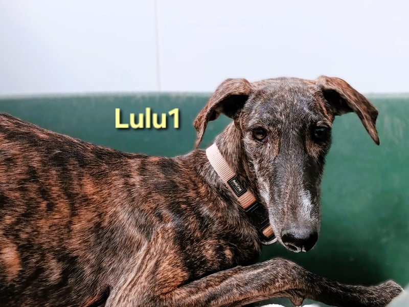 Lulu1 geb. 02/2025 (ESP) - sympathisches und fröhliches Galgo Mädchen! Lulu1 geb. 02/2025 (ESP) - sympathisches und fröhliches Galgo Mädchen!