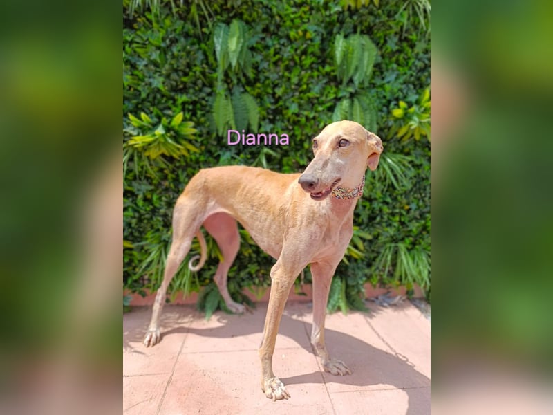 Dianna geb. 06/2022 (ESP) - verschmuste und ausgeglichene Galga!
