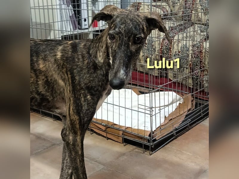 Lulu1 geb. 02/2025 (ESP) - sympathisches und fröhliches Galgo Mädchen! Lulu1 geb. 02/2025 (ESP) - sympathisches und fröhliches Galgo Mädchen!