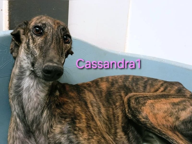Cassandra1 geb. 09/2023 (ESP) - edle und sanftmütige Galga!