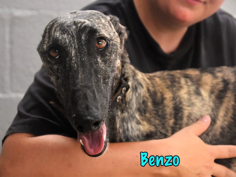 Benzo geb. 06/2024 (ESP) - eleganter und menschenbezogener, junger Galgo! Benzo geb. 06/2024 (ESP) - eleganter und menschenbezogener, junger Galgo!