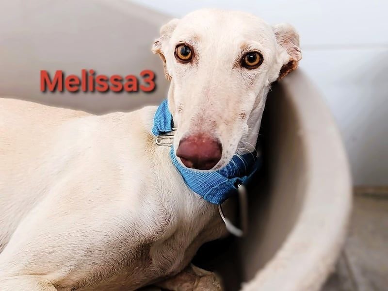 Melissa3 geb. 06/2022 (ESP) - wunderschöne, zurückhaltende Galga!