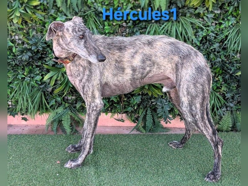 Hércules1 geb. 12/2021 (ESP) - zärtlicher, ruhiger und sensibler Galgo!