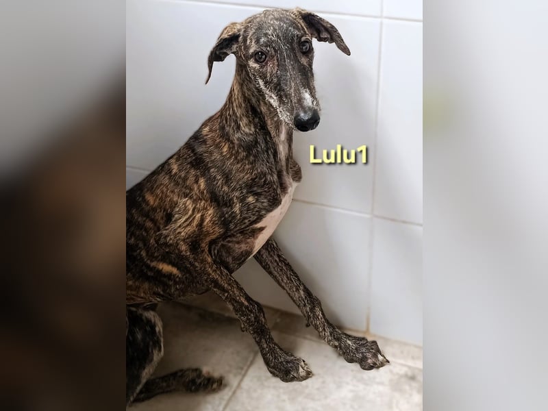 Lulu1 geb. 02/2025 (ESP) - sympathisches und fröhliches Galgo Mädchen! Lulu1 geb. 02/2025 (ESP) - sympathisches und fröhliches Galgo Mädchen!