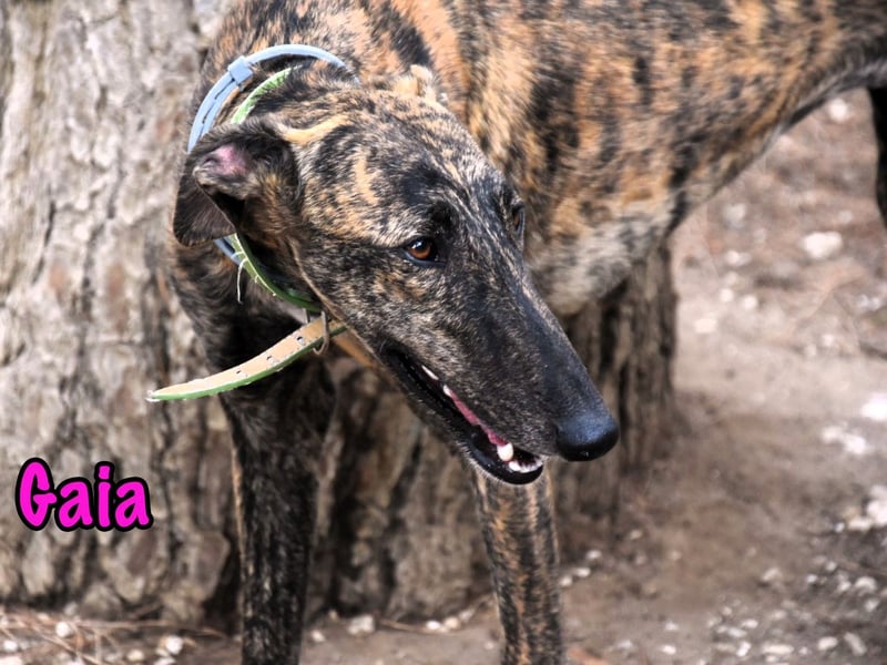 Gaia geb. 01/2025 (ESP) - liebe, verschmuste und zärtliche junge Galga!