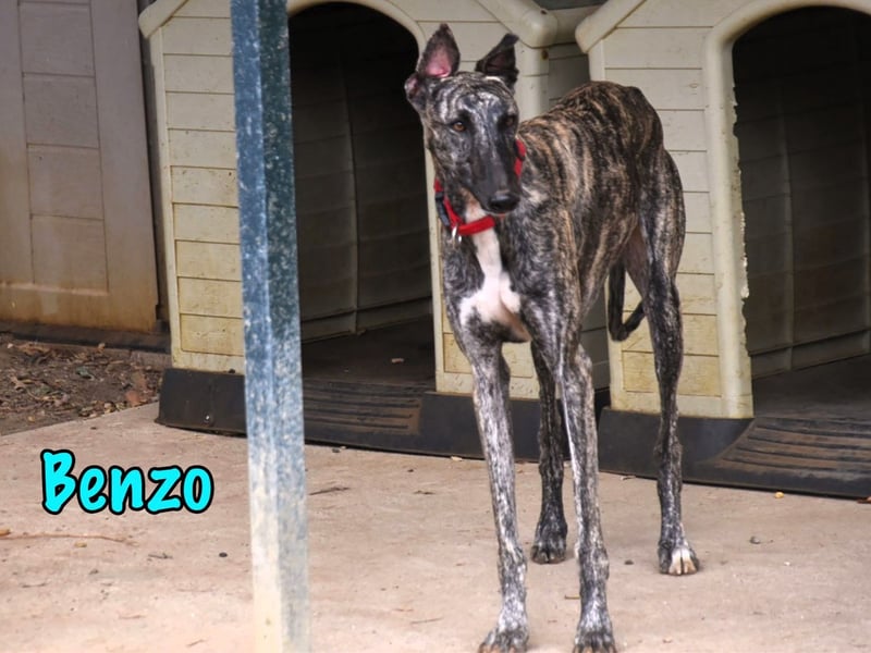 Benzo geb. 06/2024 (ESP) - eleganter und menschenbezogener, junger Galgo! Benzo geb. 06/2024 (ESP) - eleganter und menschenbezogener, junger Galgo!