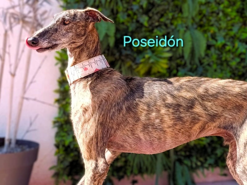 Poseidón geb. 05/2024 (ESP) - unglaublich lieber, ruhiger und edler Galgo!