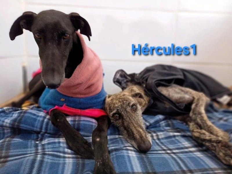 Hércules1 geb. 12/2021 (ESP) - zärtlicher, ruhiger und sensibler Galgo!