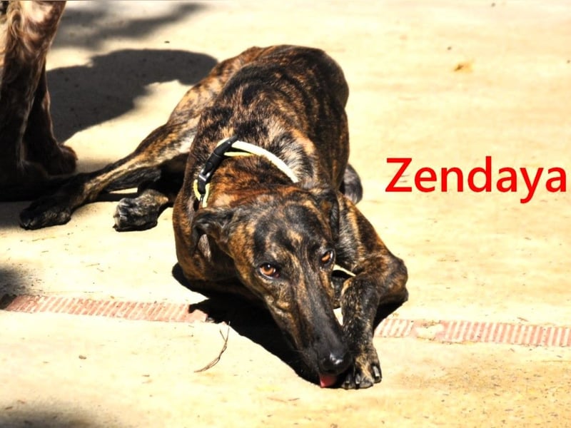 Zendaya geb. 05/2023 (ESP) - zarte und feinfühlige, wunderschöne Galga!