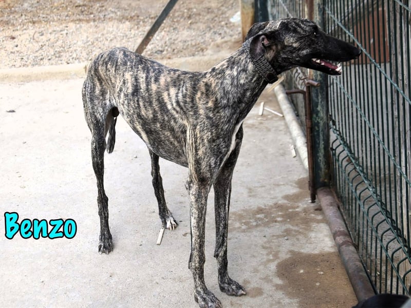 Benzo geb. 06/2024 (ESP) - eleganter und menschenbezogener, junger Galgo! Benzo geb. 06/2024 (ESP) - eleganter und menschenbezogener, junger Galgo!
