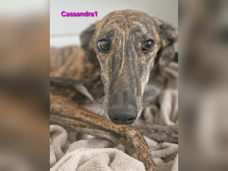 Cassandra1 geb. 09/2023 (ESP) - edle und sanftmütige Galga!