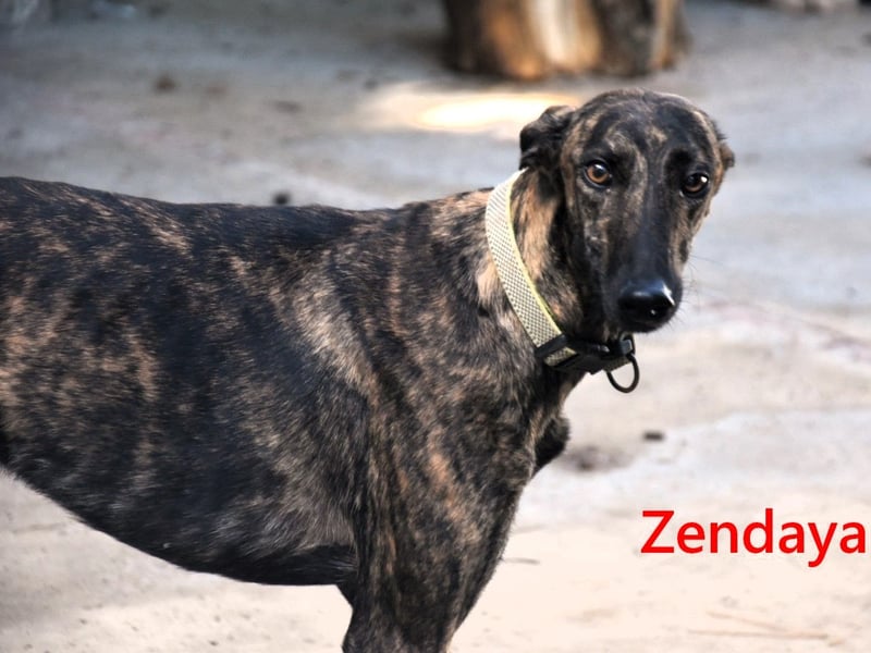 Zendaya geb. 05/2023 (ESP) - zarte und feinfühlige, wunderschöne Galga!