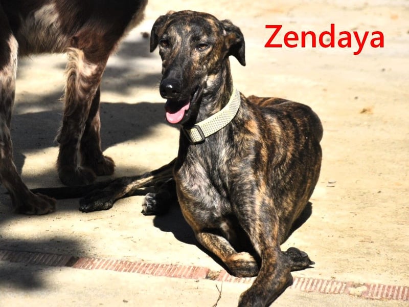 Zendaya geb. 05/2023 (ESP) - zarte und feinfühlige, wunderschöne Galga!
